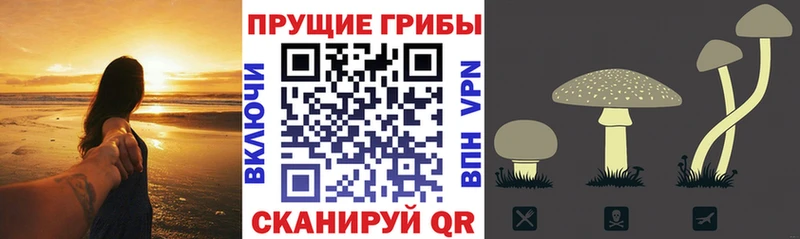 Псилоцибиновые грибы Cubensis  Купить  Алексеевка 